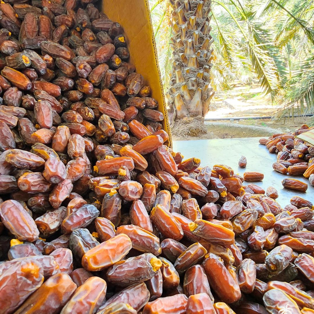 Mabroom Jumbo Dates | From Arabia